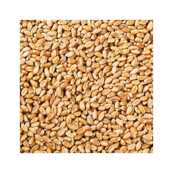 Organic Wheat Grain 1kg